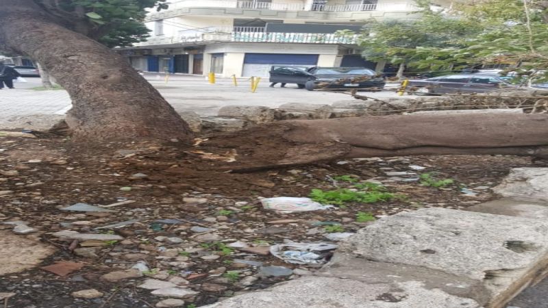 اقتلاع شجرة معمرة بسبب الرياح في مدينة الميناء - طرابلس 