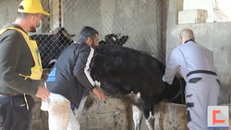 الجنوب: مواجهة ارتفاع أسعار الأدوية بتلقيح مجاني للأبقار