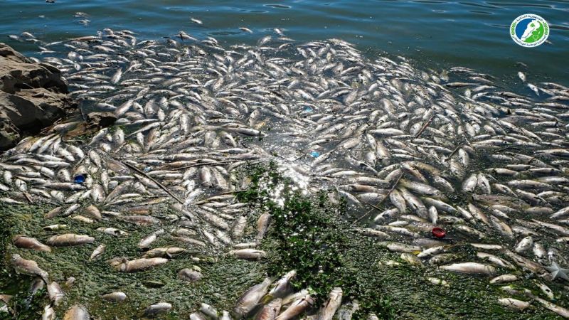 آلاف الأسماك النافقة في القرعون بدأت بالتحلل.. "تهديدٌ بيولوجيٌ" للبحيرة 