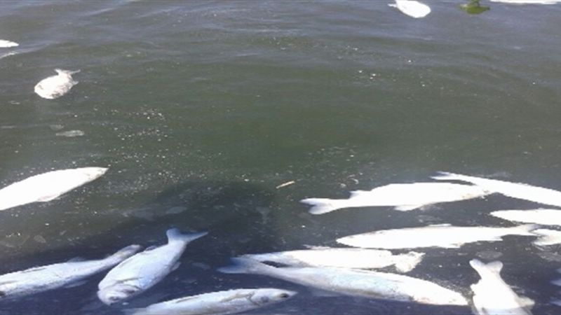 نفوق كميات من الأسماك عند مجرى النهر البارد وتحذير من الاقتراب أو الاستخدام