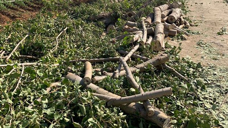 لبنان: توقيف قاطعي أشجار معمِّرة في سهل قب الياس
