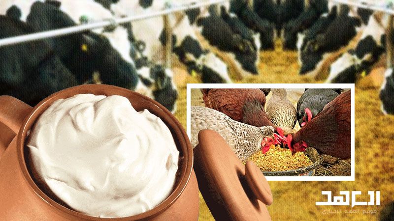 فاقة اللبنانيين تتضاعف: اللحوم ومشتقات الحليب لن تعود من الضروريات؟