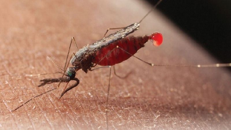 فك شيفرة جينوم بعوض الملاريا.. هل يُقضى على ناقلات المرض؟