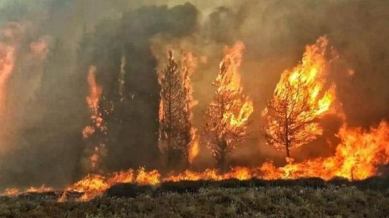 لبنان: السيطرة على حريق في غابة الصنوبر في عين زحلتا - الشوف