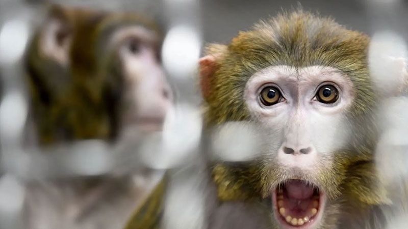 أستراليا ترصد حالتي إصابة بجدري القردة 