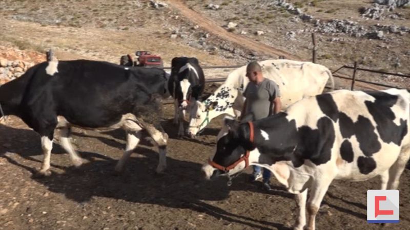 أزمة تربية الأبقار على المربين وانعكاساتها السلبية على المواطنين