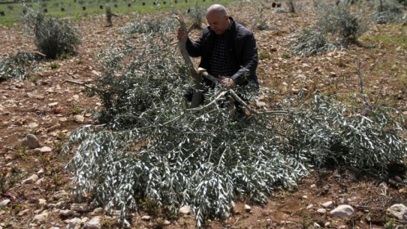 الزيتون الفلسطيني هدف متجدّد للمستوطنين
