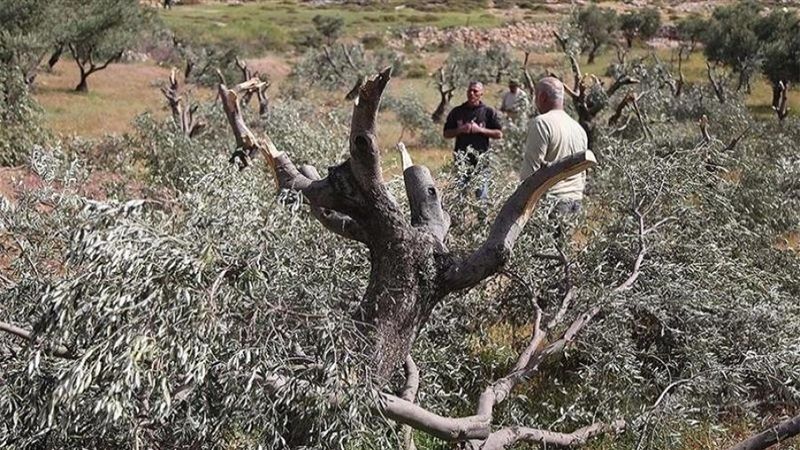 الاحتلال يقتلع 2000 شجرة زيتون ويجرف 150 دونمًا غرب سلفيت