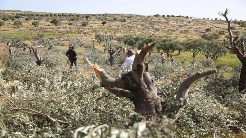 فلسطين: مستوطنون يقطعون 40 شجرة زيتون بسلفيت