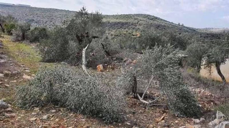 الميليشيات تعتدي على أشجار الزيتون في عفرين