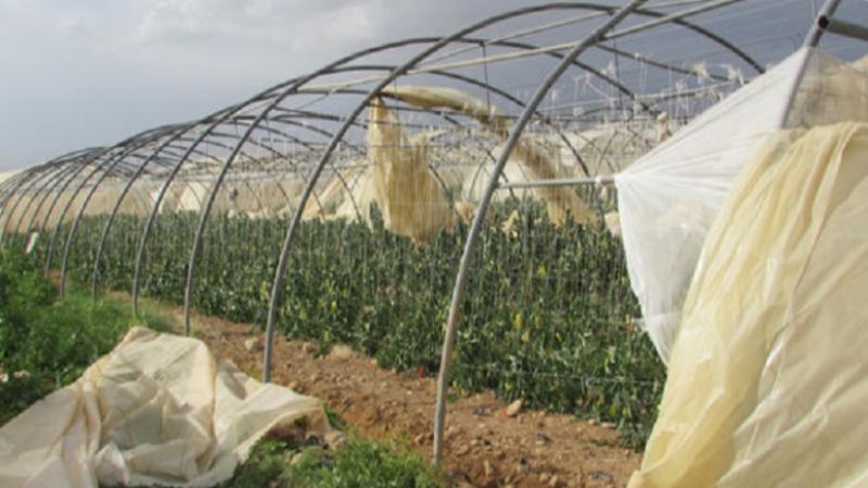 نقابة مزارعي البيوت البلاستيكية في لبنان: تكليف هيئة الاغاثة مسح الاضرار والتعويض على المزارعين 