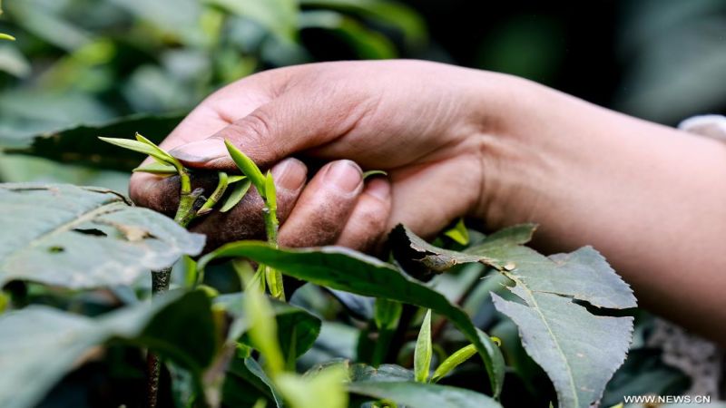 بالصور: صناعة الشاي في مقاطعة قويتشو الصينية