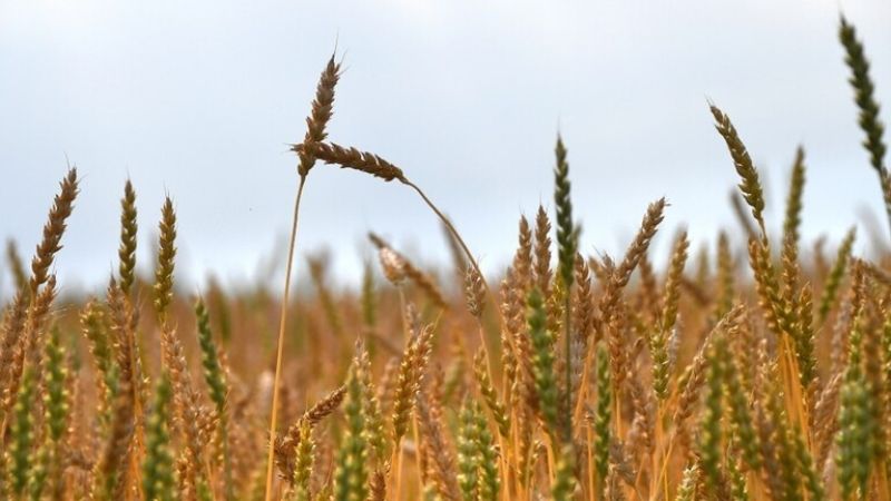 مصر تنفي تعثرها في سداد مدفوعات وارداتها من القمح