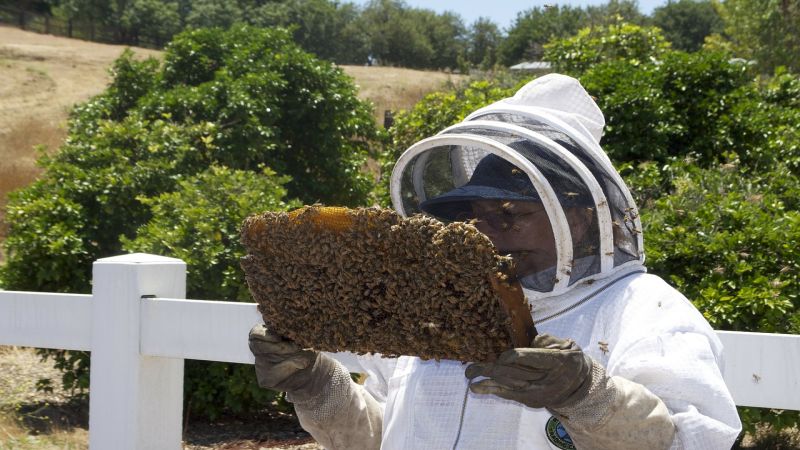 لبنان: مربو النحل فى البقاع يناشجون وزير الزراعة معاينة الأضرار التي تكبدوها