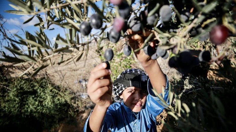 لبنان| مزارعو الزيتون: لمنع دخول الزيت الأجنبي ووقف سرقات الزيتون