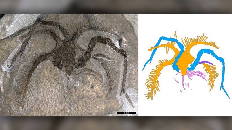 حيوان من فئة رخويات الجسم أقدم من الديناصور.. إليكم هذا الاكتشاف 